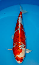 Laden Sie das Bild in den Galerie-Viewer, Hosokai Koi Farm Kujaku Nisai