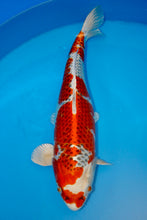 Laden Sie das Bild in den Galerie-Viewer, Hosokai Koi Farm Kujaku Nisai