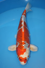 Laden Sie das Bild in den Galerie-Viewer, Hosokai Koi Farm Kujaku Nisai
