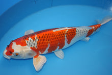 Laden Sie das Bild in den Galerie-Viewer, Hosokai Koi Farm Kujaku Nisai