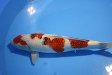 Laden Sie das Bild in den Galerie-Viewer, Hosokai Koi Farm Koromo weiblich Nisai