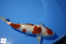 Laden Sie das Bild in den Galerie-Viewer, Hosokai Koi Farm Koromo weiblich Nisai