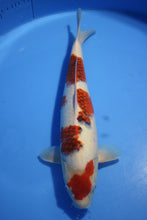 Laden Sie das Bild in den Galerie-Viewer, Hosokai Koi Farm Koromo weiblich Nisai