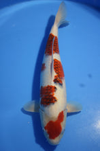 Laden Sie das Bild in den Galerie-Viewer, Hosokai Koi Farm Koromo weiblich Nisai