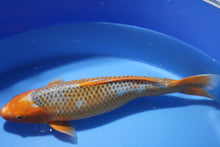 Laden Sie das Bild in den Galerie-Viewer, Oya Koi Farm HI Asagi weiblich