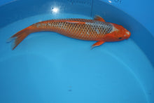 Laden Sie das Bild in den Galerie-Viewer, Oya Koi Farm HI Asagi weiblich