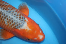 Laden Sie das Bild in den Galerie-Viewer, Oya Koi Farm HI Asagi weiblich