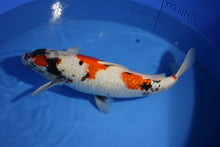 Laden Sie das Bild in den Galerie-Viewer, Shinoda Koi Farm Ginrin Kindai Showa weiblich