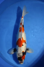 Laden Sie das Bild in den Galerie-Viewer, Shinoda Koi Farm Ginrin Kindai Showa weiblich