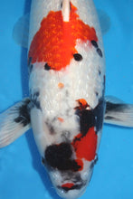 Laden Sie das Bild in den Galerie-Viewer, Shinoda Koi Farm Ginrin Kindai Showa weiblich