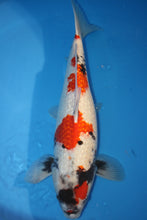Laden Sie das Bild in den Galerie-Viewer, Shinoda Koi Farm Ginrin Kindai Showa weiblich
