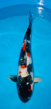 Laden Sie das Bild in den Galerie-Viewer, Shinoda HQ Ginrin Showa Sansai weiblich