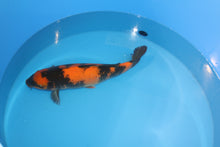 Laden Sie das Bild in den Galerie-Viewer, Shinoda Koi Farm Hi Utsuri