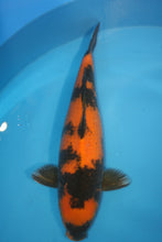 Laden Sie das Bild in den Galerie-Viewer, Shinoda Koi Farm Hi Utsuri