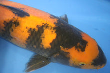 Laden Sie das Bild in den Galerie-Viewer, Shinoda Koi Farm Hi Utsuri