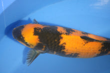 Laden Sie das Bild in den Galerie-Viewer, Shinoda Koi Farm Hi Utsuri