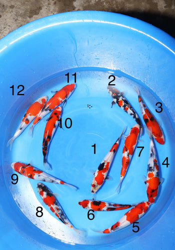 Tosai Ooya Koi Farm Showa