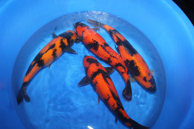 Shinoda Hi Utsuri Nisai DEMNÄCHST ONLINE