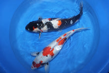 Laden Sie das Bild in den Galerie-Viewer, Shinoda Ginrin Showa Sansai weiblich