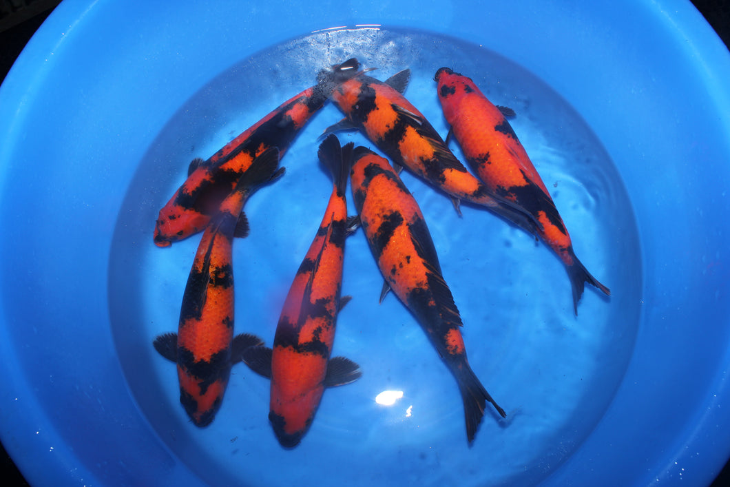 Shinoda Hi Utsuri Nisai DEMNÄCHST ONLINE