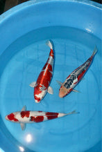 Laden Sie das Bild in den Galerie-Viewer, Hosokai Nisai Mix