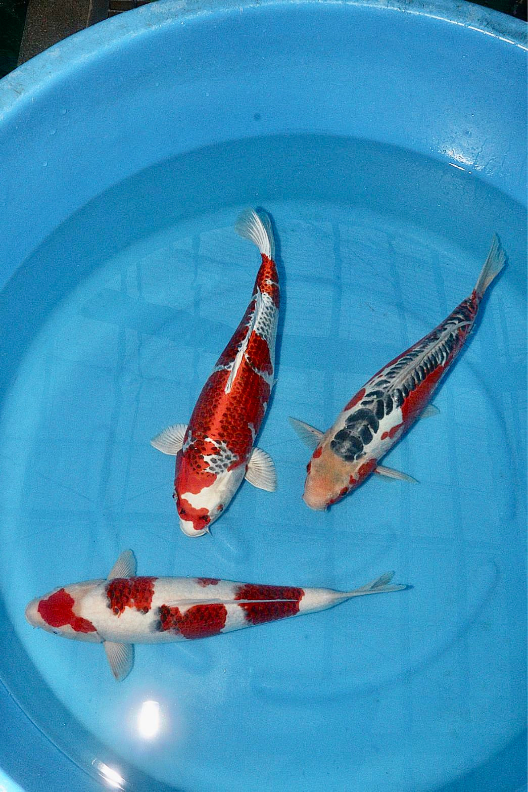 Hosokai Nisai Mix DEMNÄCHST ONLINE