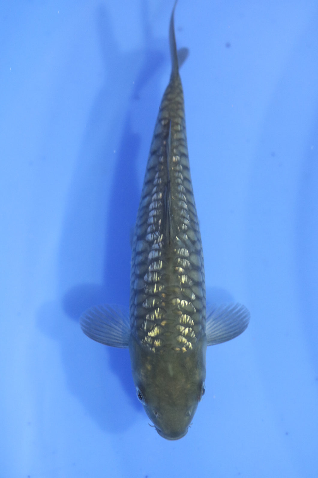 Tosai Ginrin Big Scale Chagoi