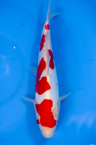 Tosai HQ Doits Kohaku