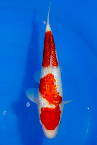Tosai HQ Ginrin Kohaku