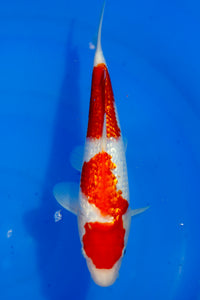Tosai HQ Ginrin Kohaku