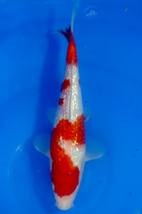 Tosai HQ Ginrin Kohaku