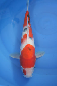 Marusei Nisai Sanke