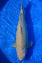 Laden Sie das Bild in den Galerie-Viewer, Torazo Karashigoi Nisai 61 cm weiblich