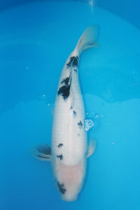 Dainichi Bekko Nisai 57 cm weiblich